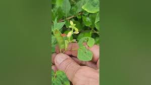 Image result for Chamaecrista absus