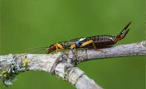 As you prepare your home. Pest Control Company Exterminator Rexburg Idaho