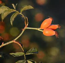 Image result for Cissus rubiginosa