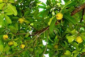 Fruit consumption increased dramatically as its availability increased. Elephant Apple Fruit On Tree With Leaves Background Dillenia Stock Photo Picture And Royalty Free Image Image 135033161
