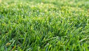 We did not find results for: How Long Does It Take New Grass To Grow Charlestown Landscaping