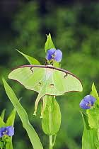 Image result for Commelina zambesica