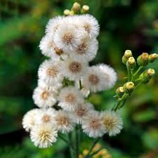 Image result for Erigeron bonariensis