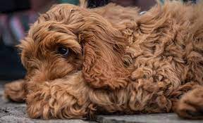 His mother is a purebred cocker spaniel and dad. How Much Do Cockapoo Puppies Cost Real Examples Included