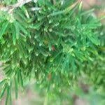 Image result for Asparagus suaveolens