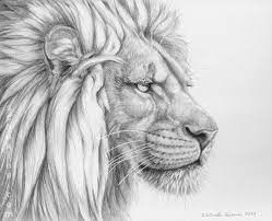 Drawing lion mane with pencil the best way to see what you are indenting is to have a light pointed perpendicular to the paper. 11 X 14 Pencil Drawing On Oatmeal Canson Scrapbook Paper Of A Very Unhappy Lion Based On The Photograph Taken By The Adv Lion Illustration Lion Mane Lion Art