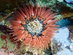 Image result for Anemone transvaalensis