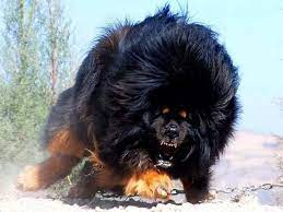 Tibetan mastiffs are seen during the china northern. The Tibetan Mastiff Most Scariest Dog Breed In 2021