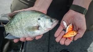 We did not find results for: Crappie Fishing With Live Bait Under Bridge Youtube