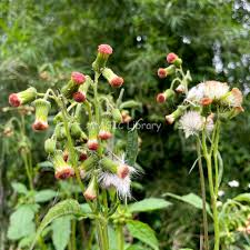 Image result for Crassocephalum crepidioides