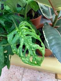 Variegated Monstera Adansonii Variegated Plants Monstera Plant Leaves