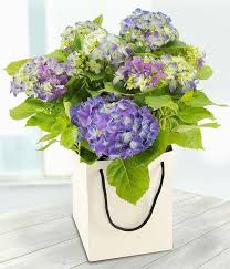 Maybe you would like to learn more about one of these? Blue Hydrangea Buy Online Or Call 0115 947 3009