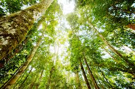 Wwf malaysia commends sabah forestry department for setting aside. The 10 Best Nature Reserves In Malaysia