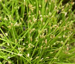 Image result for Isolepis