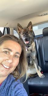 A few more of Luna the Shepweiler!