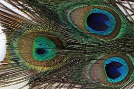 Free Image On Pixabay Peacock Feather Structure Fund Peacock Peacock Feather Feather