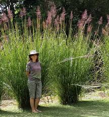 Berg keto consultant today and get the help you need on your journey. Chrysopogon Zizanioides Wikipedia