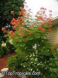 Pode ser nativo das índias ocidentais. Caesalpinia Pulcherrima Peacock Flower Barbados Pride Dwarf Poinciana Barbados Flower Fence Gold Mohur Toptropicals Com