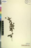 Image result for Eriosema parviflorum