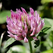 Check spelling or type a new query. Seedball Auf Twitter Seedball Wildflowers Red Clover Trifolium Pratense Did You Know Bee Species Have Different Tongue Lengths And So Prefer Different Types Of Flowers And Red Clover Is Loved By
