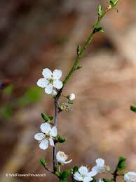 Image result for Prunus domestica