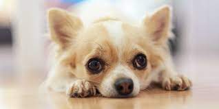 Hallo an alle hund freunde die seiten soll tipps geben und spaß bereiten. Susse Geschichte Uber Eine Heldentat Eines Hundes Familie De