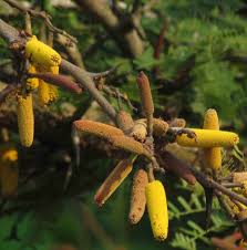 Image result for Acacia cornigera