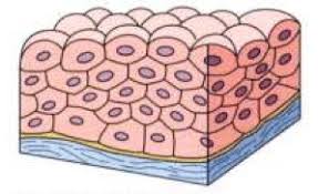 The cells in the stratified columnar epithelium, as in the case of simple columnar epithelium are taller than they are wide. Stratified Or Compound Epithelial Tissues Sciencetopia