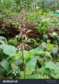 Image result for Orthosiphon thymiflorus