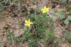 Image result for Menodora heterophylla