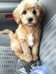 Find schnoodle puppies for sale with pictures from reputable schnoodle breeders. Skyler