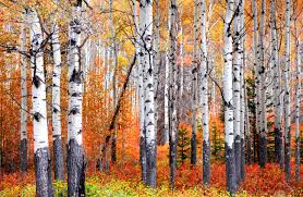 They are all medium sized deciduous trees reaching 15 ↔ 30m (49 ↔ 98ft ) in height. Aspen Trees In Banff National Park In Autumn Time Stock Photo Picture And Royalty Free Image Image 103126316