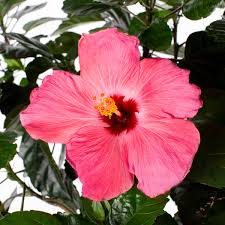 Image result for Hibiscus ludwigii
