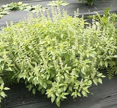 Image result for Ocimum americanum