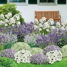 12 Robuste Stauden Fur Den Garten Yardideas In 2020 Plants Front Yard Landscaping Low Maintenance Landscaping Front Yard