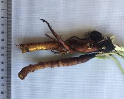 Image result for Rumex nepalensis