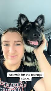 you think the puppy stage is hard, just you wait. and hes still only 6  months old. #fyp #germanshepherd #puppy #foryou #dogsoftiktok