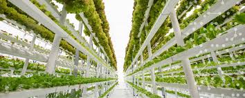 We may see traditional farmers working in conjunction with inner city farmers in a supporting capacity, to farm organically some of the few crops that perhaps cannot feasibly be grown in a farmscraper environment. Vertical Farming Autogrow