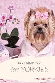 Best Shampoo For Yorkies Sensitive Skin Free Delivery Goabroad Org Pk