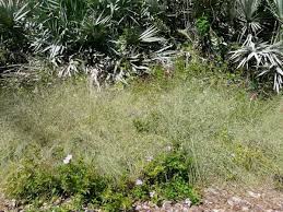 Image result for Eragrostis friesii
