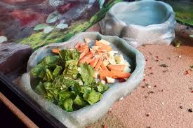 The following safe food list for bearded dragon diet has been compiled with data from researchers and veterinarians. What Not To Feed Your Bearded Dragon