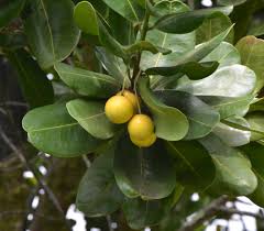 Image result for Manilkara obovata