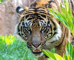 It was designated panzerkampfwagen vi ausf h during development but was changed to panzerkampfwagen vi ausf e during production. Tiger Cam San Diego Zoo Safari Park