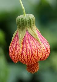 Image result for Abutilon longicuspe