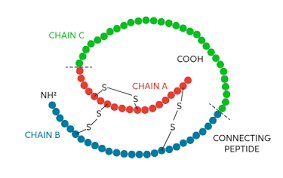 Insulin is composed of two peptide chains referred to as the a chain and b chain. Learn About Structure Of Insulin Chegg Com