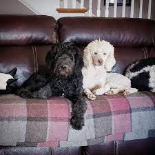 See more ideas about poodle, standard poodle, poodle dog. Maybelle S Poodles And Doodles Home Facebook