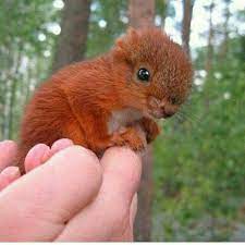 Pin By Try This On Ketri Baby Squirrel Baby Animals Animals
