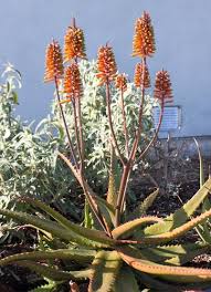 Image result for Aloe cameronii