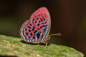 Image result for Trichoneura