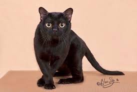 A gigantic list of cat names organized alphabetically. Nova Scotia Cat Breeders Websites Kittysites Com